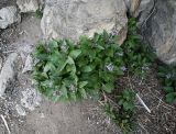 Physochlaina orientalis
