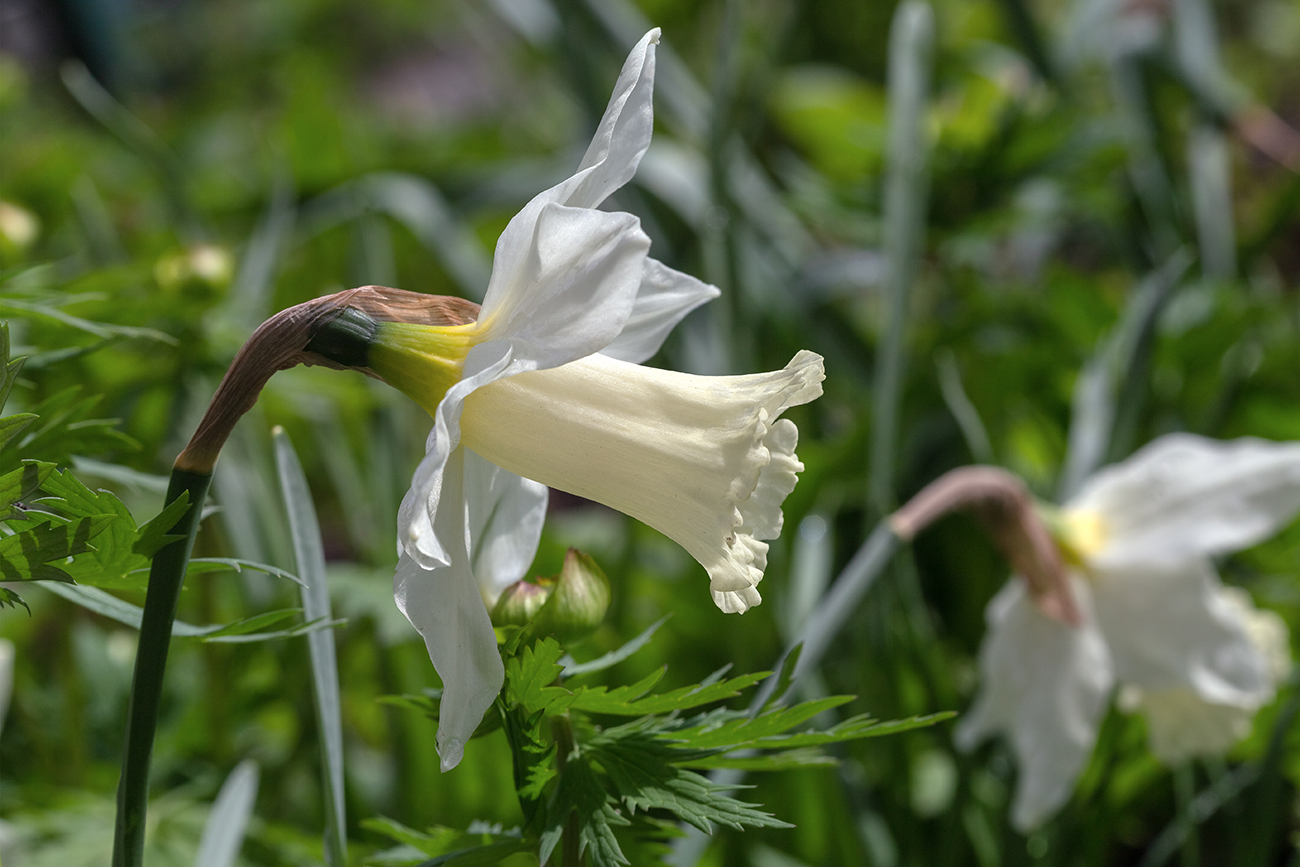 Изображение особи род Narcissus.