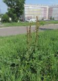 Rumex obtusifolius