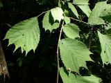 Ulmus laciniata