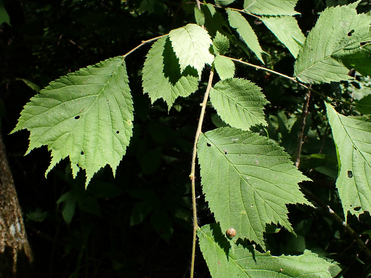 Изображение особи Ulmus laciniata.