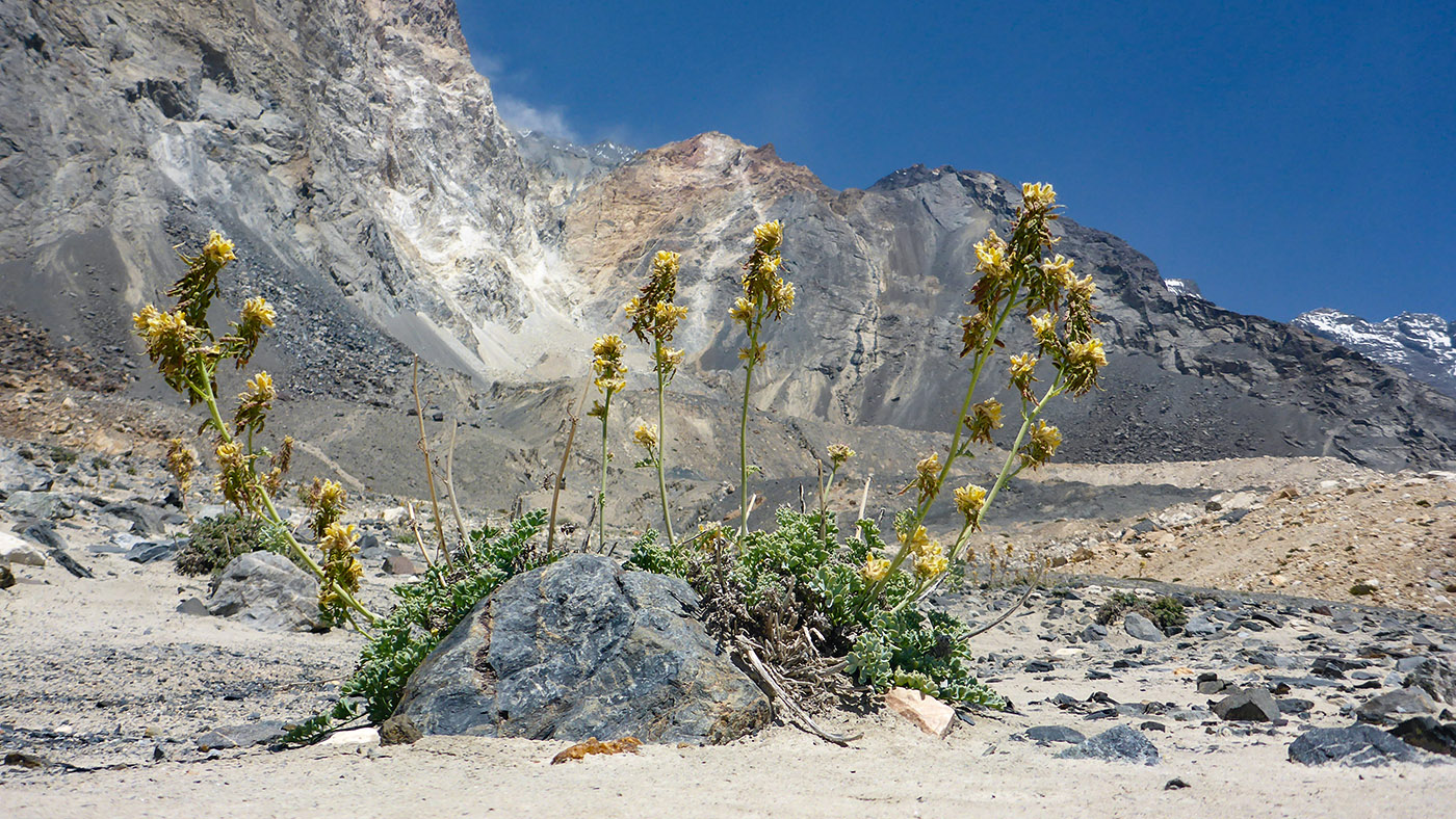 Image of Corydalis fimbrillifera specimen.