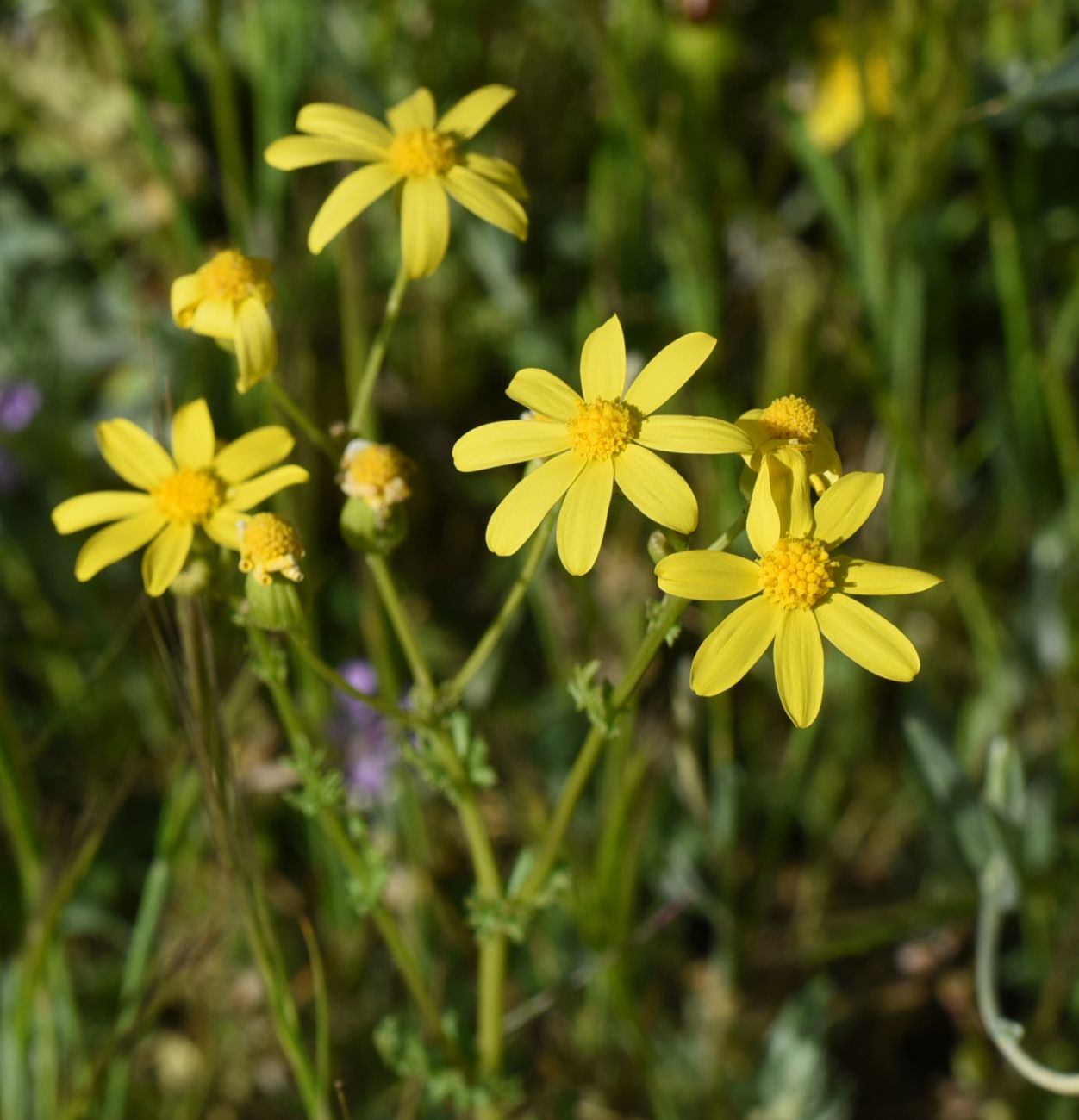 Image of Unknown species specimen.