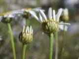 Pyrethrum corymbosum