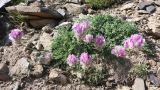 Hedysarum minjanense