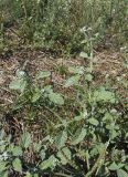 Heliotropium europaeum. Верхушка цветущего и плодоносящего растения. Испания, Каталония, пров. Жирона, комарка Баш Эмпорда, муниципалитет Калонже, залежь. 30.08.2025.