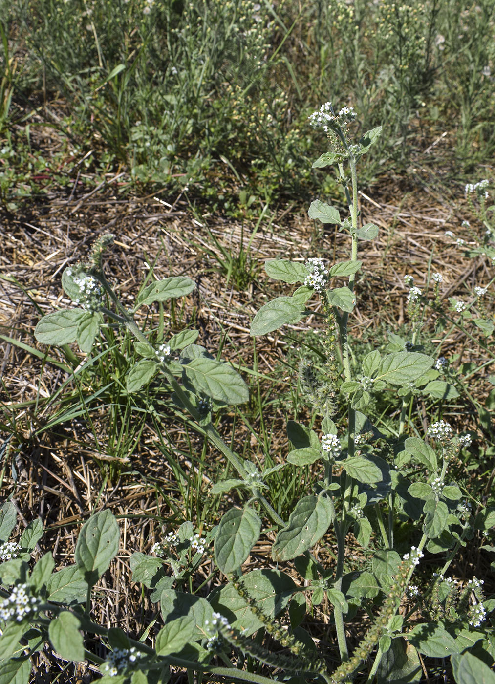 Изображение особи Heliotropium europaeum.
