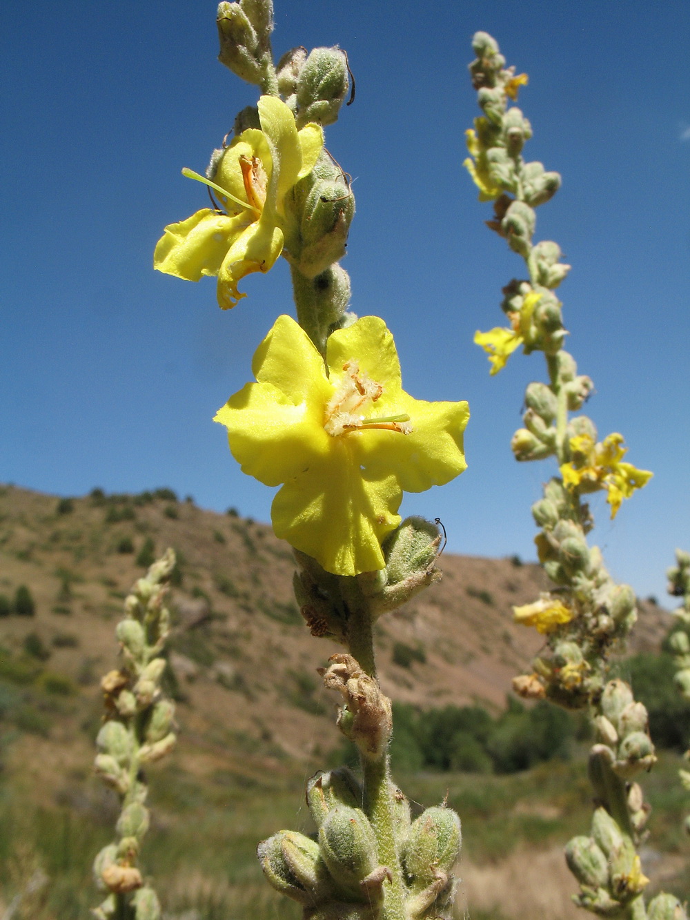 Image of Verbascum turkestanicum specimen.