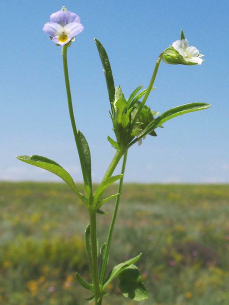 Image of Viola kitaibeliana specimen.