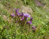 genus Gentianella