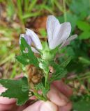 Изображение особи. Автор - Григорий Токарев