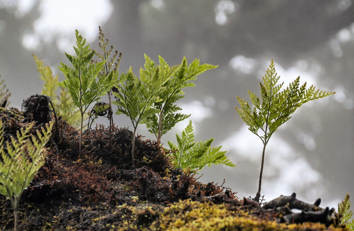 Image of Davallia canariensis specimen.