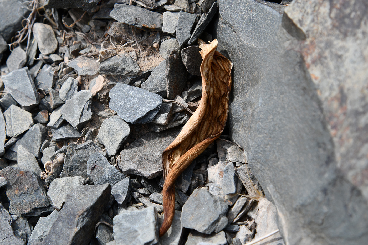 Изображение особи Tulipa regelii.