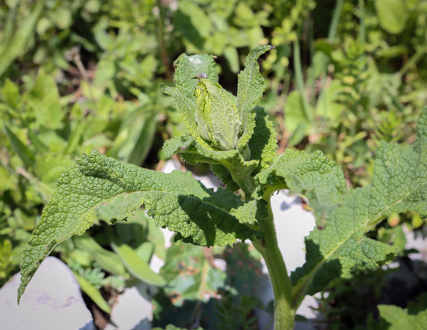 Изображение особи Salvia nemorosa.