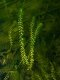 Elodea canadensis