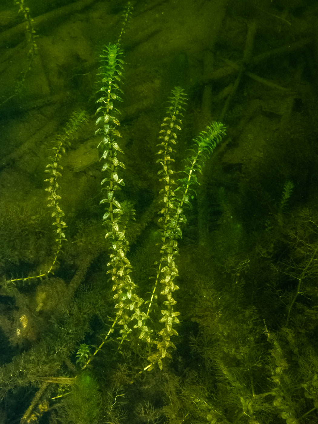 Image of Elodea canadensis specimen.