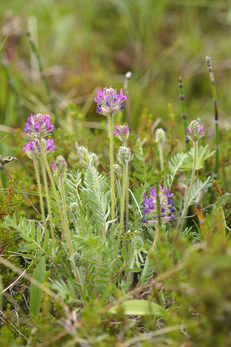 Изображение особи Oxytropis erecta.