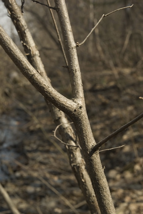 Image of Corylus mandshurica specimen.