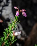 Image of taxon representative. Author is Марина Скотникова