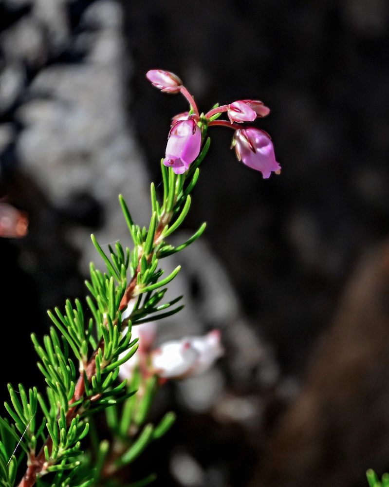 Image of Erica maderensis specimen.
