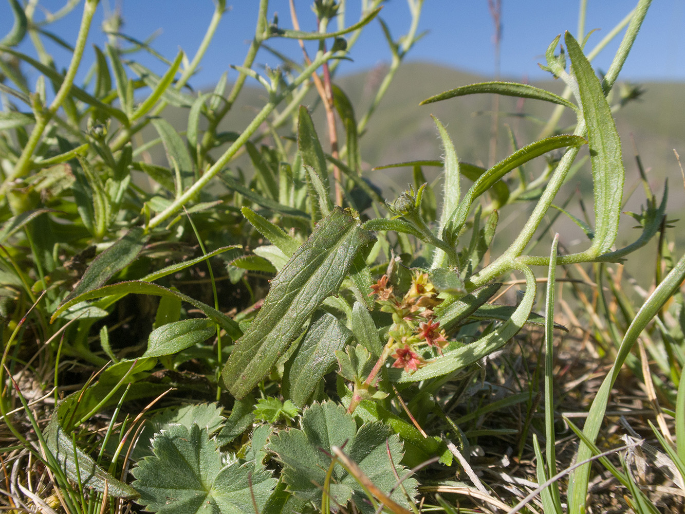 Изображение особи род Hieracium.