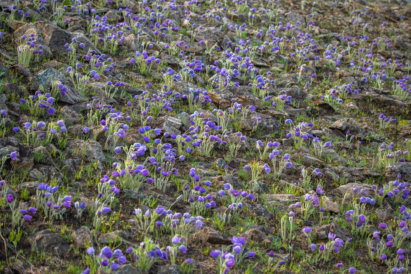 Изображение особи Pulsatilla turczaninovii.