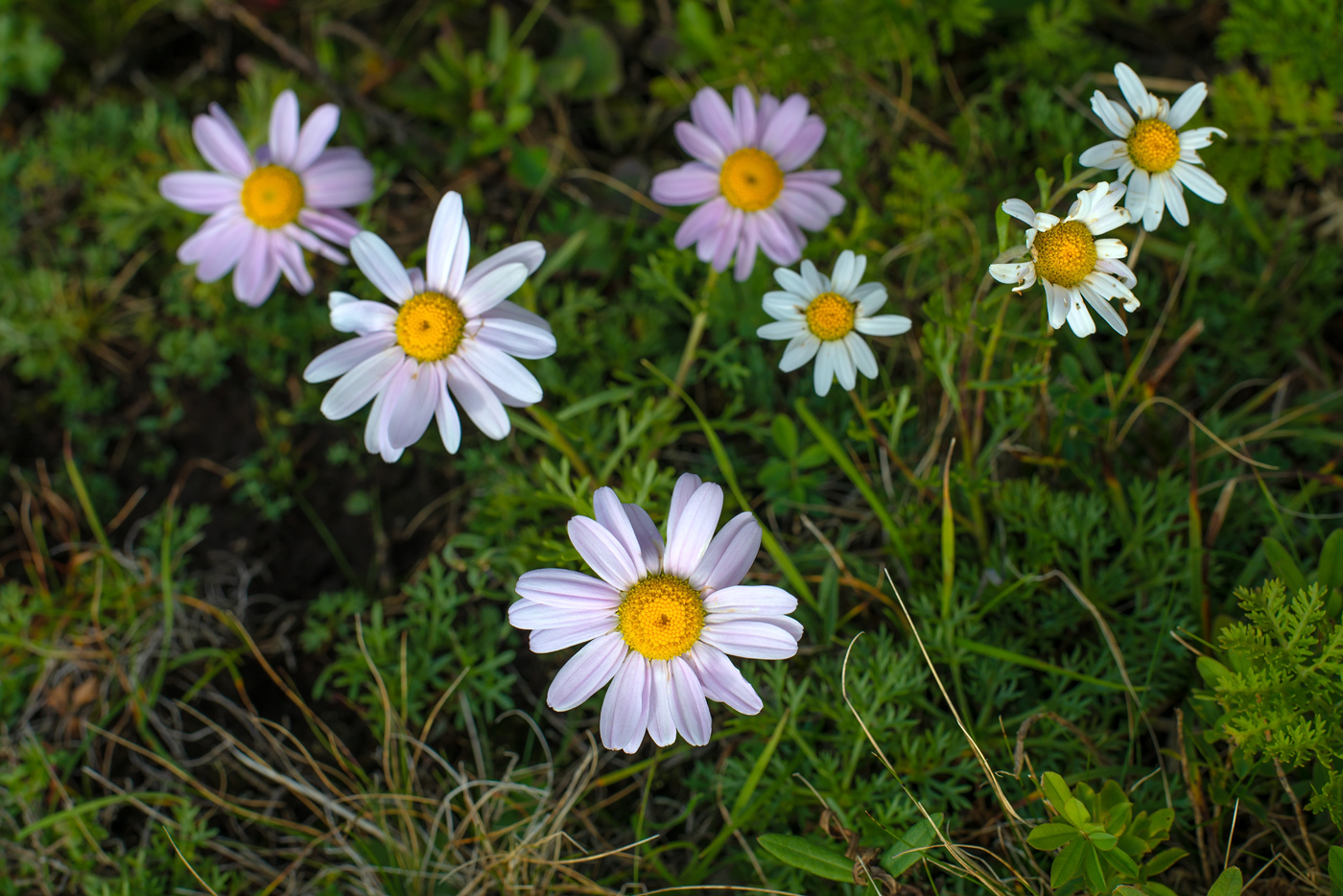 Image of Chrysanthemum coreanum specimen.