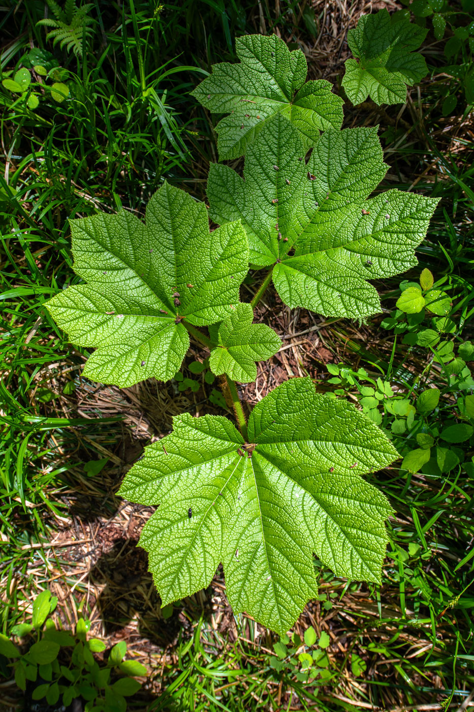 Изображение особи Oplopanax elatus.