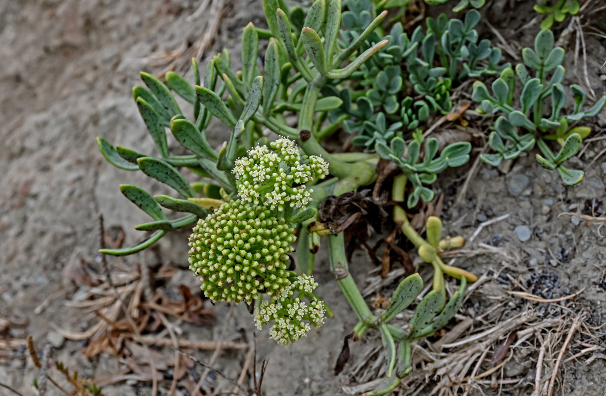 Изображение особи Crithmum maritimum.