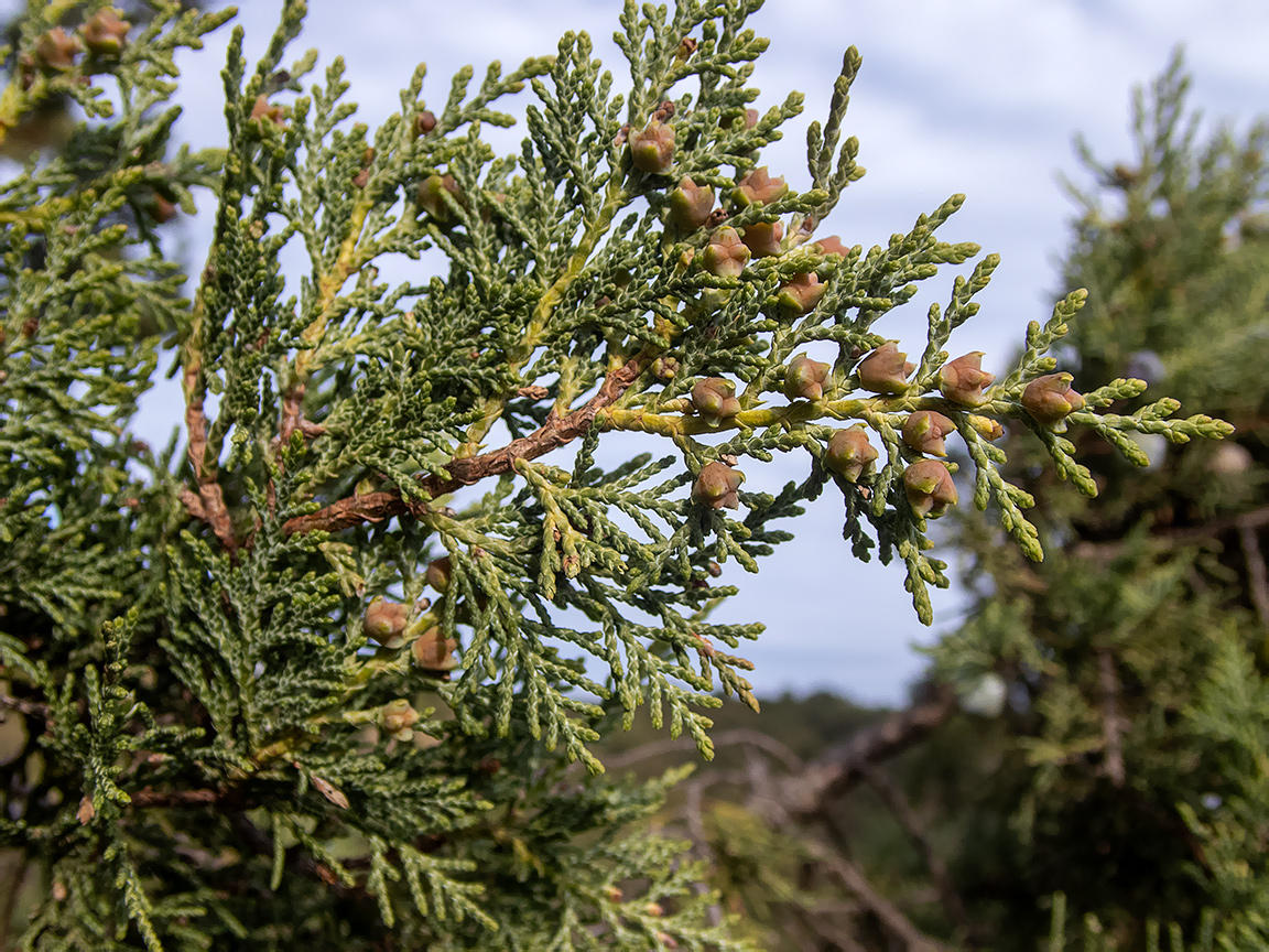 Изображение особи Juniperus excelsa.