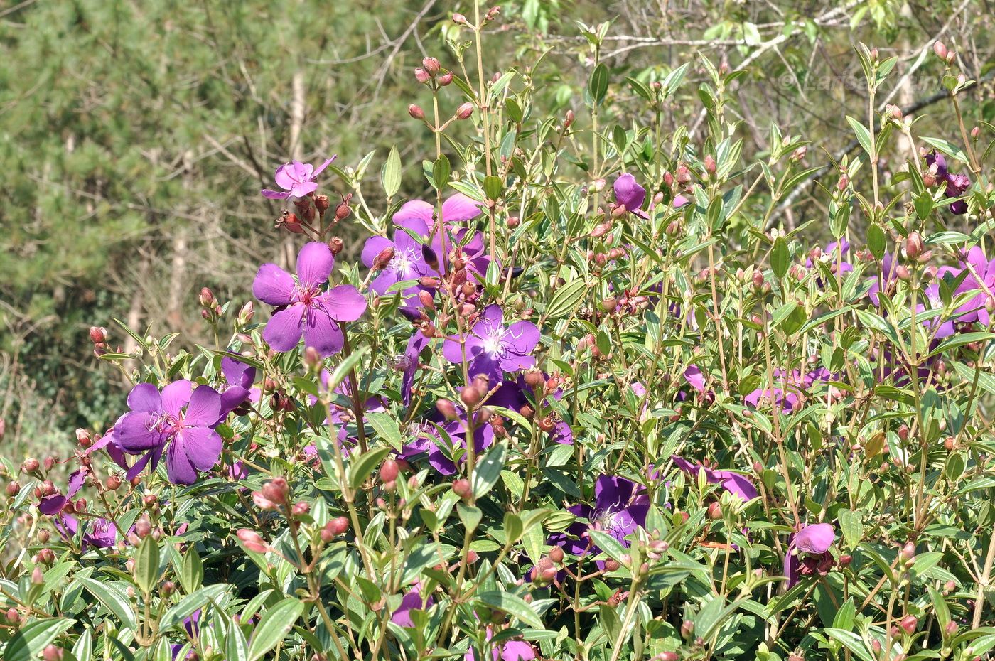 Изображение особи Pleroma semidecandrum.