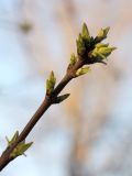 Acer tataricum. Верхушка побега с распускающимися почками. Санкт-Петербург, 28.04.2011.