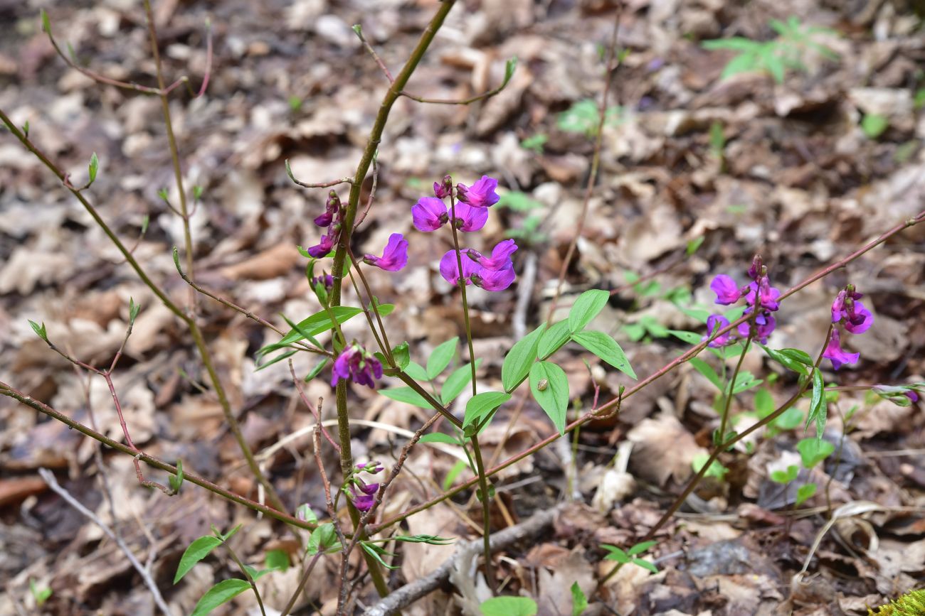 Изображение особи Lathyrus vernus.