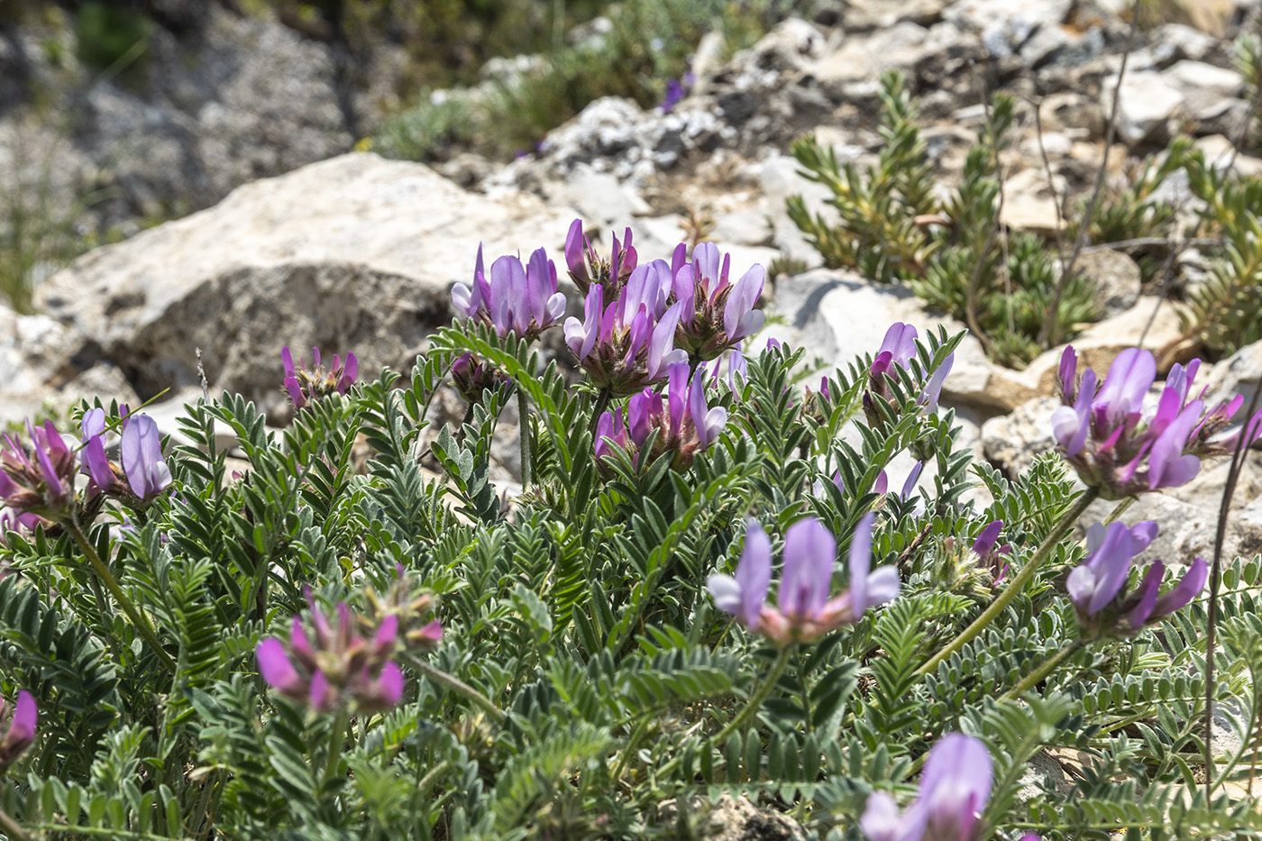 Изображение особи род Astragalus.