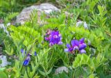 genus Lathyrus. Соцветия и листья. Приморский край, Хасанский р-н, бухта Теляковского, берег моря. 17.05.2026.