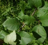 Betula raddeana. Часть веточки. Чечня, Шаройский р-н, окр. хут. Хочелдой, берёзовый лес над хутором. 3 июля 2024 г.