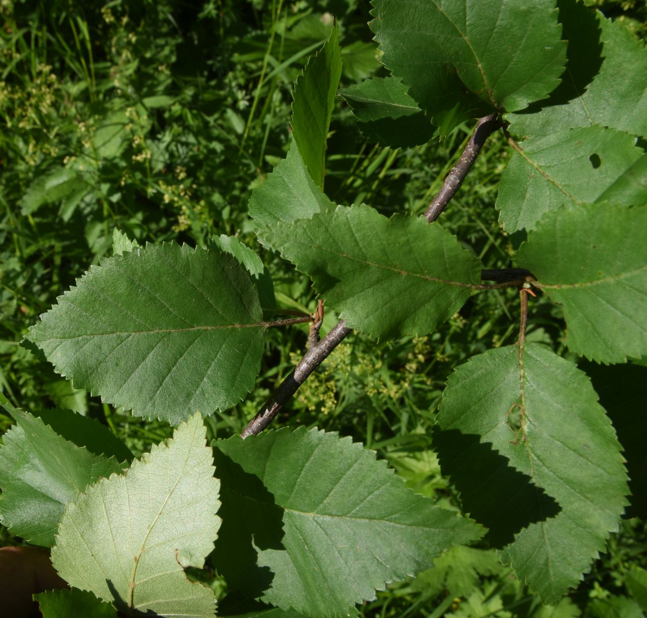 Изображение особи Betula raddeana.
