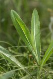 Lactuca serriola. Листья. Ростовская обл., Белокалитвенский р-н, окр. хут. Титов, степь. 24.05.2026.