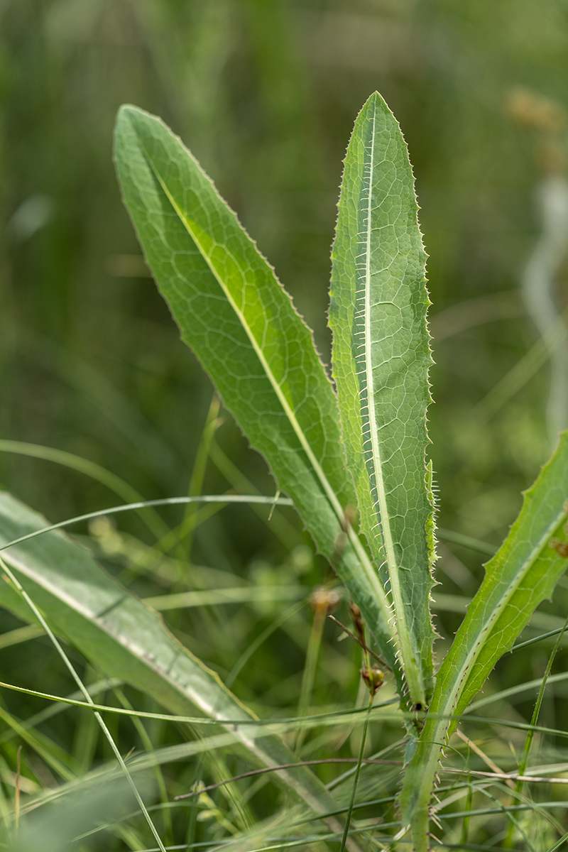Изображение особи Lactuca serriola.