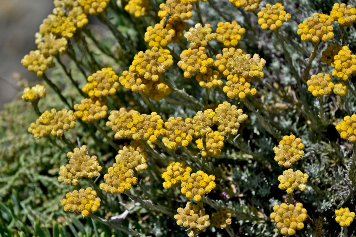 Image of Helichrysum stoechas specimen.