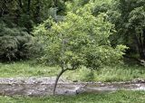 Juglans regia. Молодое дерево. Джалал-Абадская обл., Сузакский р-н, ЮЗ склон Ферганского хр., ур. Кара-Алма, окр. с. Кара-Алма; ≈ 1600 м н.у.м., орехово-плодовый лес. 12.07.2026.