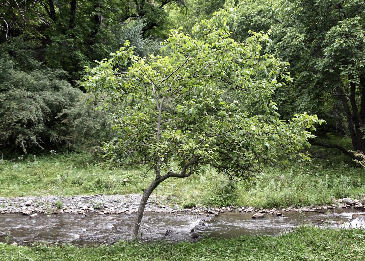 Image of Juglans regia specimen.