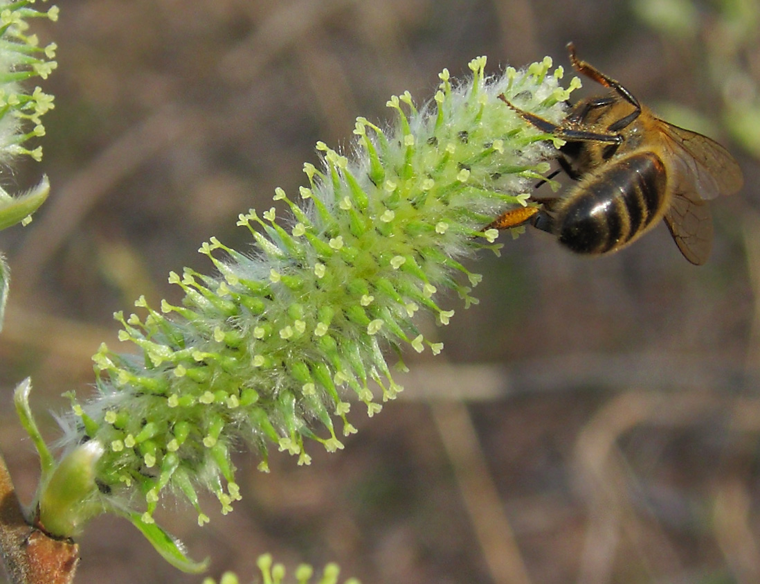 Image of Salix myrsinifolia specimen.