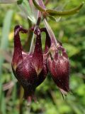 Aquilegia oxysepala