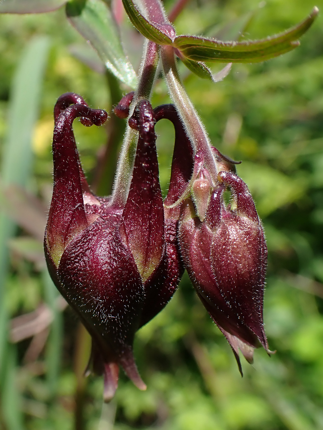 Изображение особи Aquilegia oxysepala.