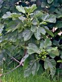 Ficus carica