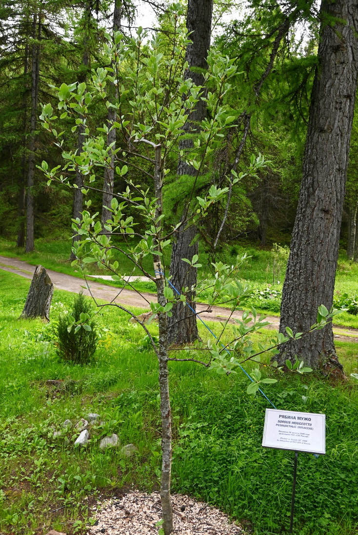 Image of Sorbus mougeotii specimen.