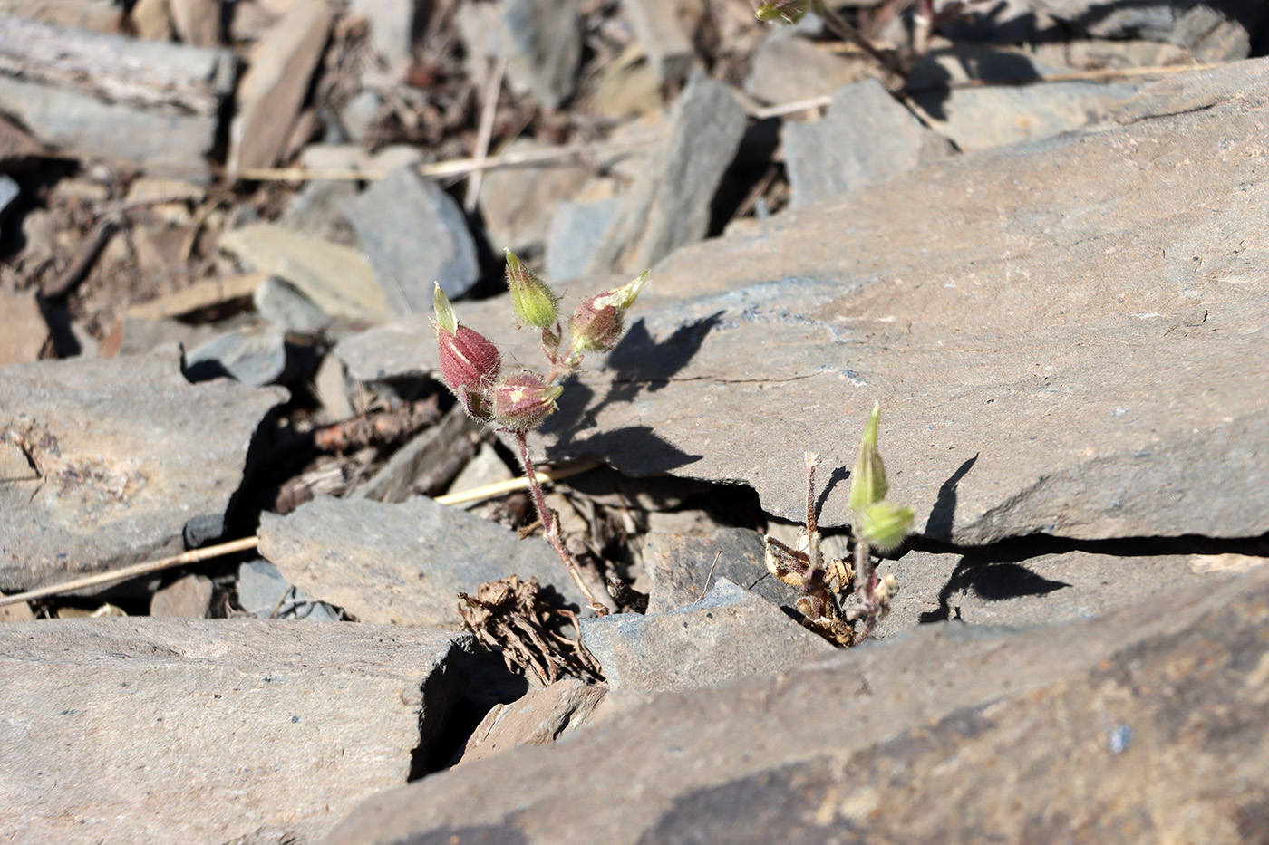 Image of Cerastium inflatum specimen.