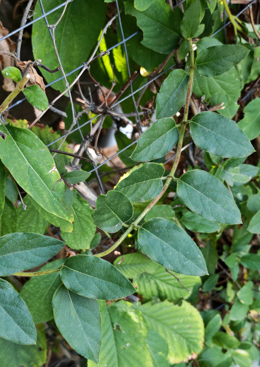 Image of Lonicera japonica specimen.