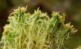 Sphagnum arcticum. Верхушки побегов вегетирующих растений. Полярный Урал, дол. р. Большой Ханмей, надпойменная терраса, заболоченный разреженный ивняк. 15.08.2026.